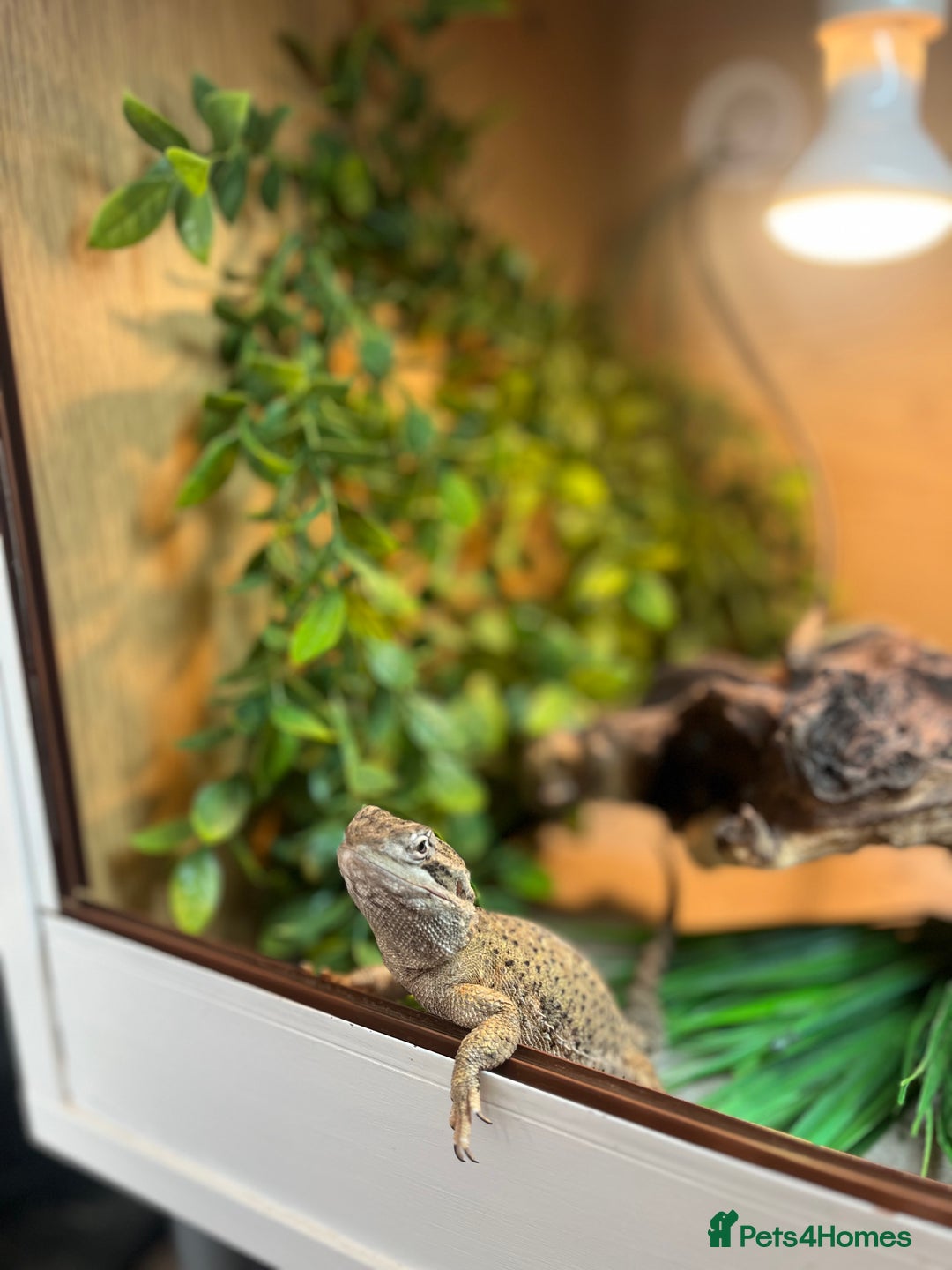 Bearded Dragon reptiles for sale: Sweetest Rankin Dragon needing a new home - Advert 3
