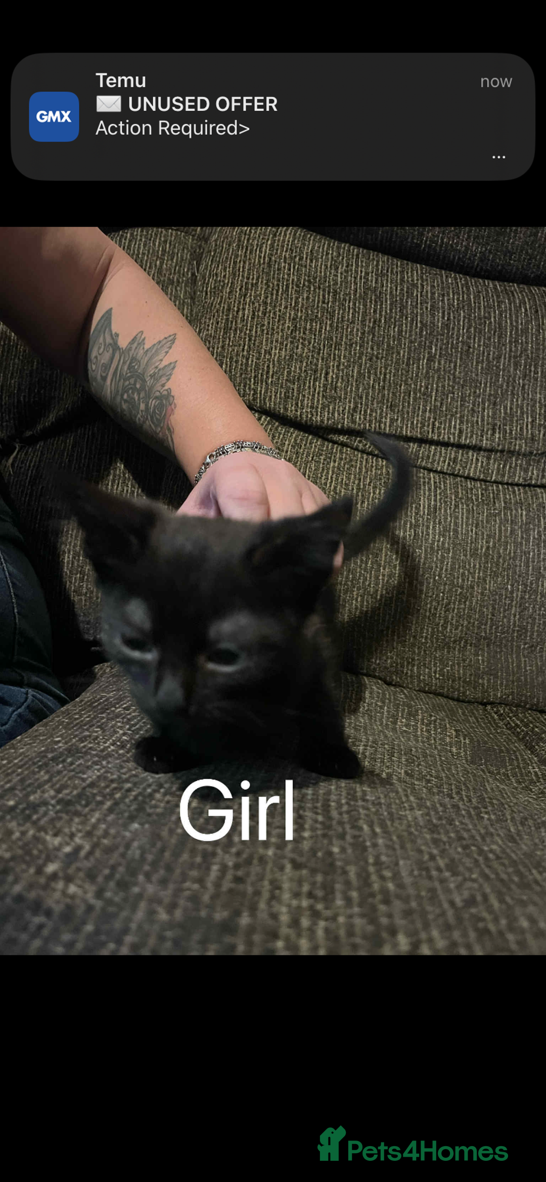Mixed Breed cats for sale: Kittens  - Image 1