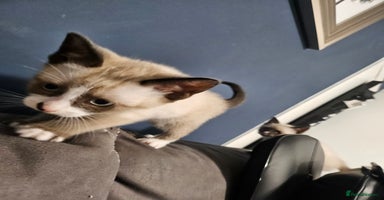 Snowshoe cats Rare pedigree snowshoe kittens born in Scotland - Advert 12