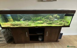 Angelfish fish for sale: Juwel 180 litre Fish tank for sale - Image 3