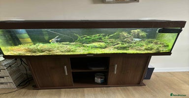 Angelfish fish - Advert 5
