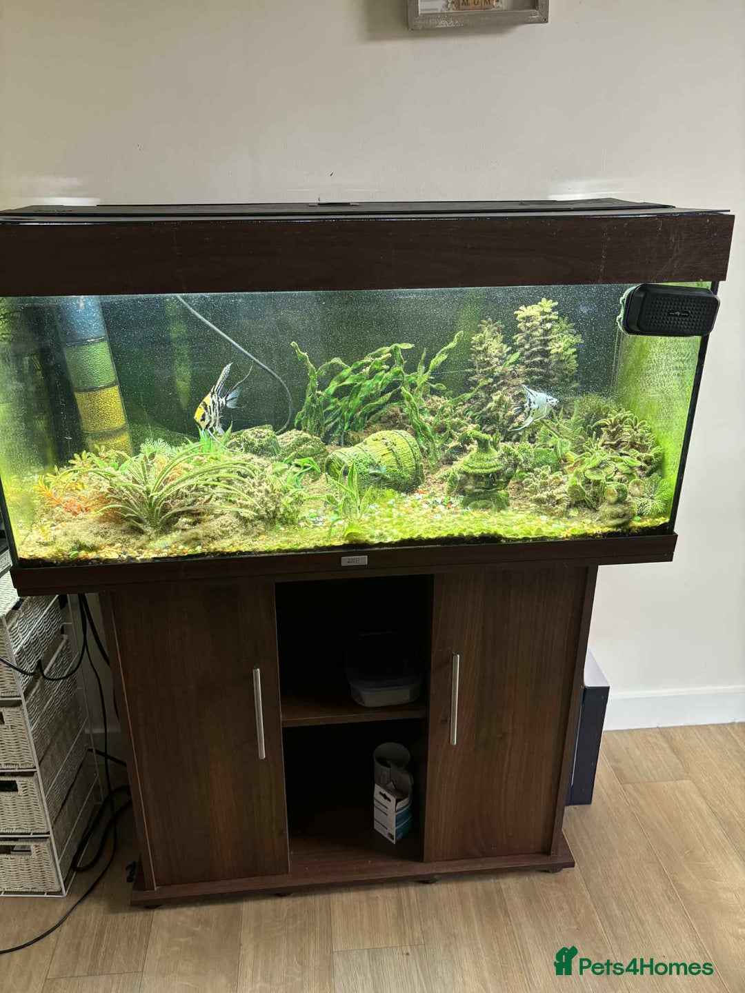 Angelfish fish for sale: Juwel 180 litre Fish tank for sale - Image 3