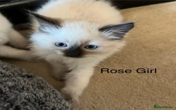 Ragdoll cats for sale: Quick sale - Image 10