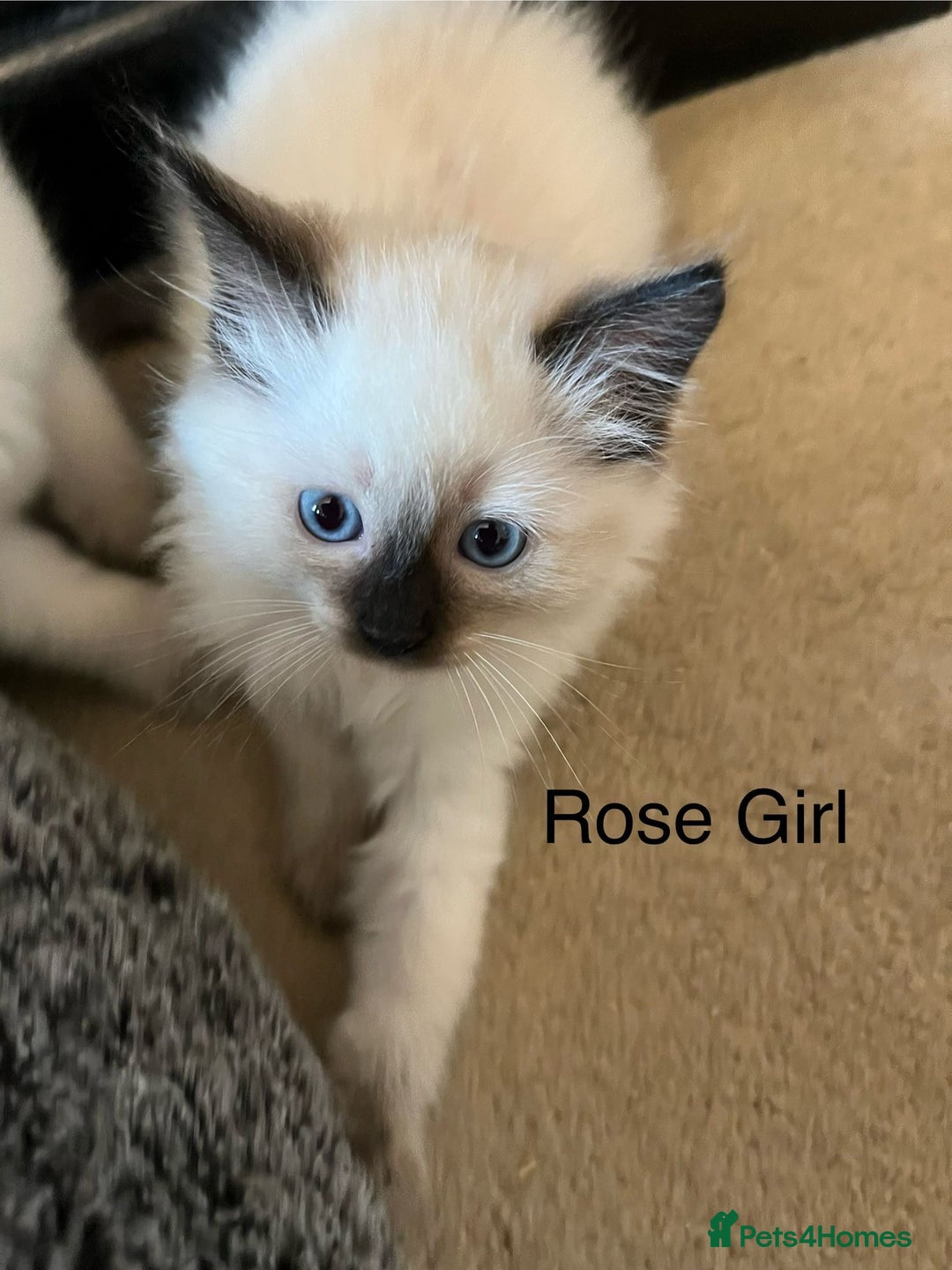Ragdoll cats for sale: Quick sale - Image 10