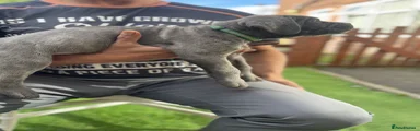 Cane Corso 4 dark green collar