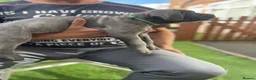 Cane Corso dogs for sale: Outstanding ICCF Cane Corso Pups, Family-Guardians - Advert 13
