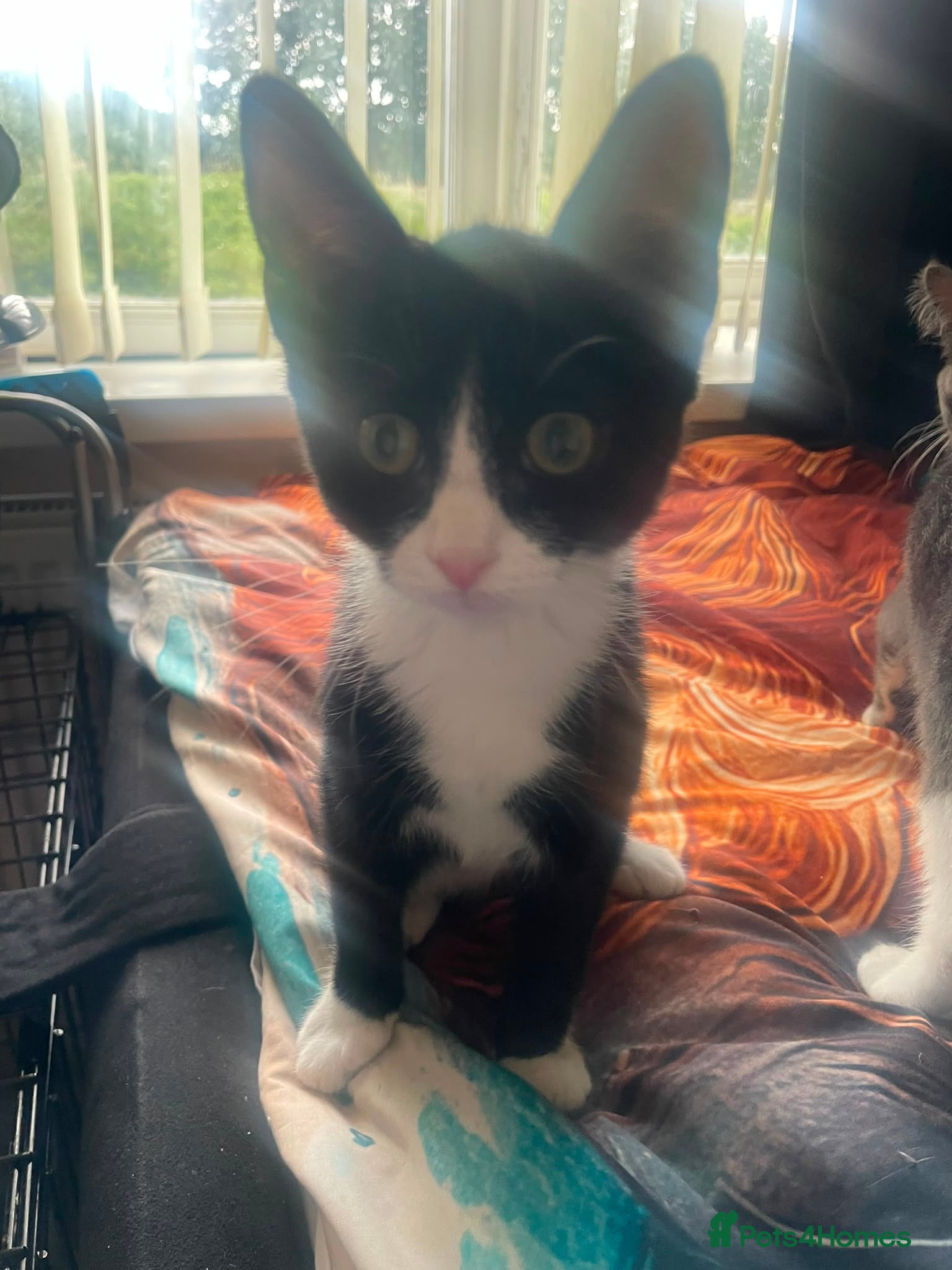 Mixed Breed cats  kitten - rescue - Advert 1