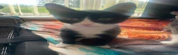 Mixed Breed cats for adoption: Grey kitten - rescue - Advert 3
