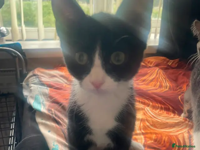 Mixed Breed cats for adoption: kitten - rescue - Advert 1
