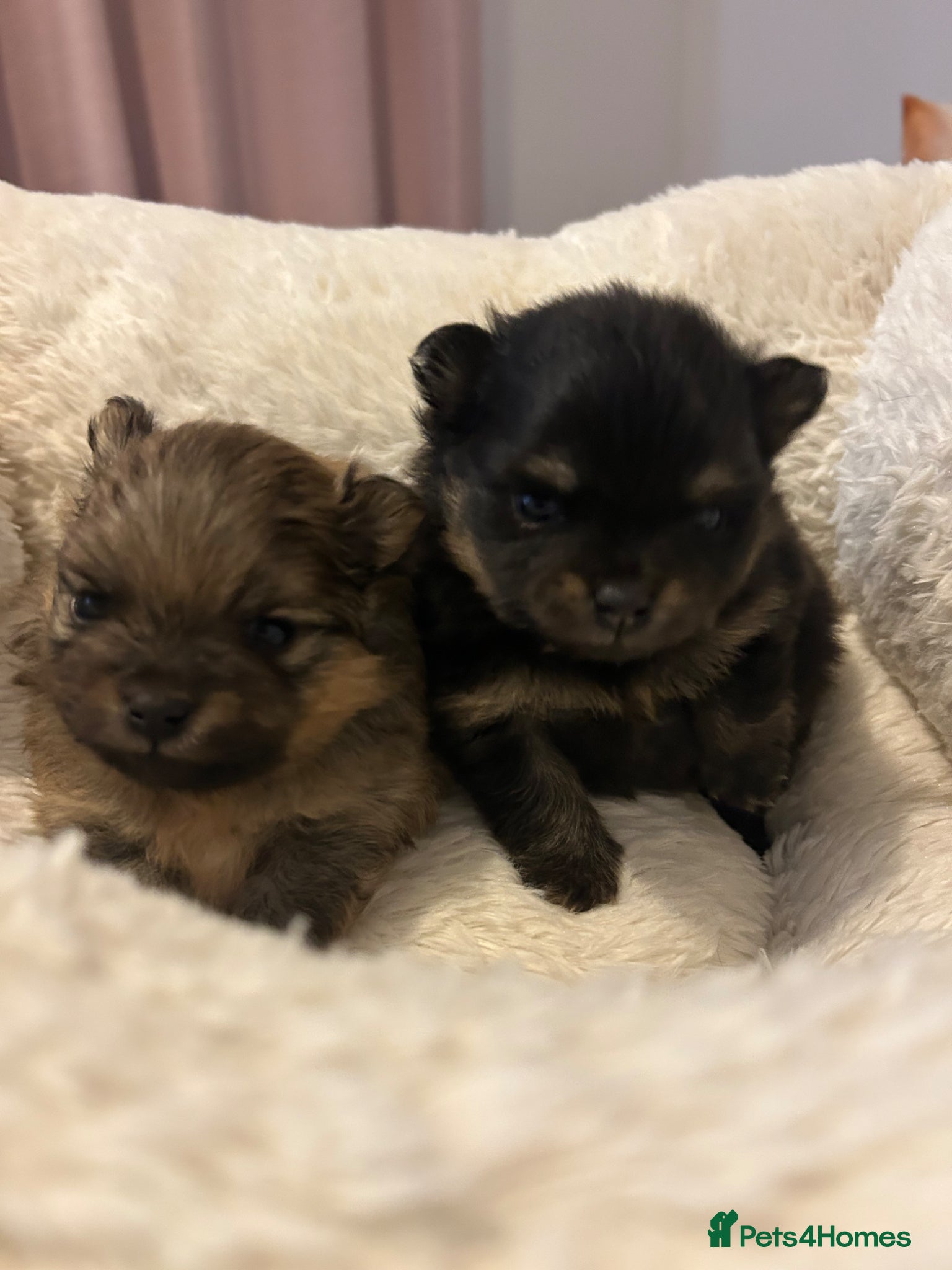 Pomeranian dogs for stud: Available for stud  - Advert 9