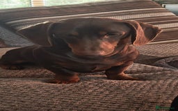 Dachshund dogs for sale: Two Dachshund Brothers - Image 5