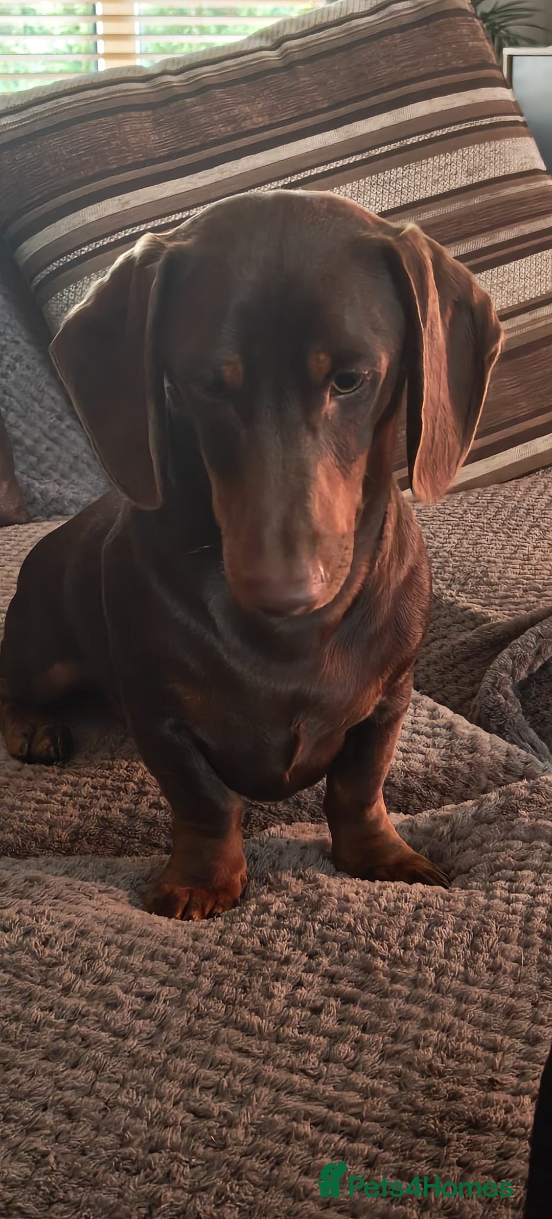 Dachshund dogs for sale: Two Dachshund Brothers - Image 5