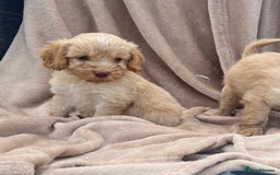 Cockapoo dogs for sale: Beautiful cockerpoo puppies F1  - Image 1