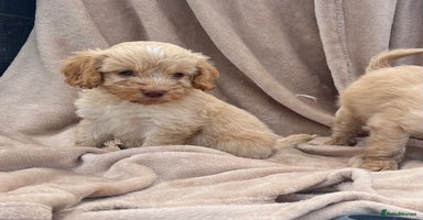 Cockapoo dogs - Advert 7