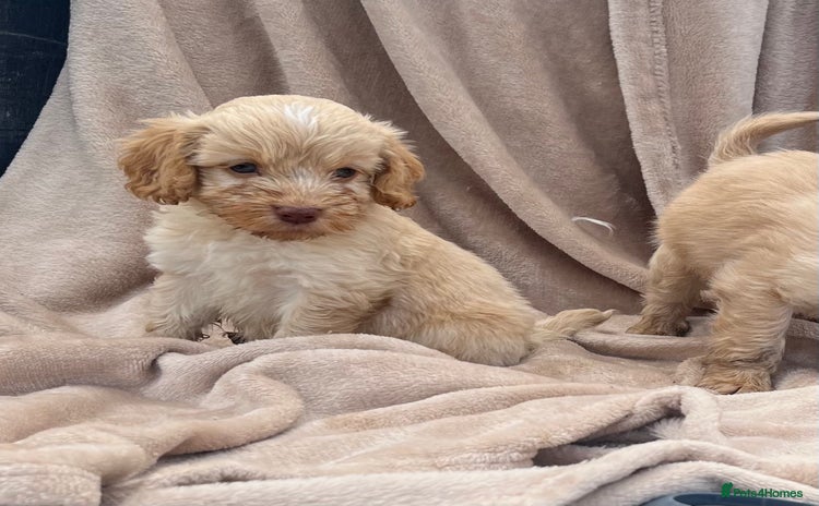 Cockapoo dogs - Advert 15