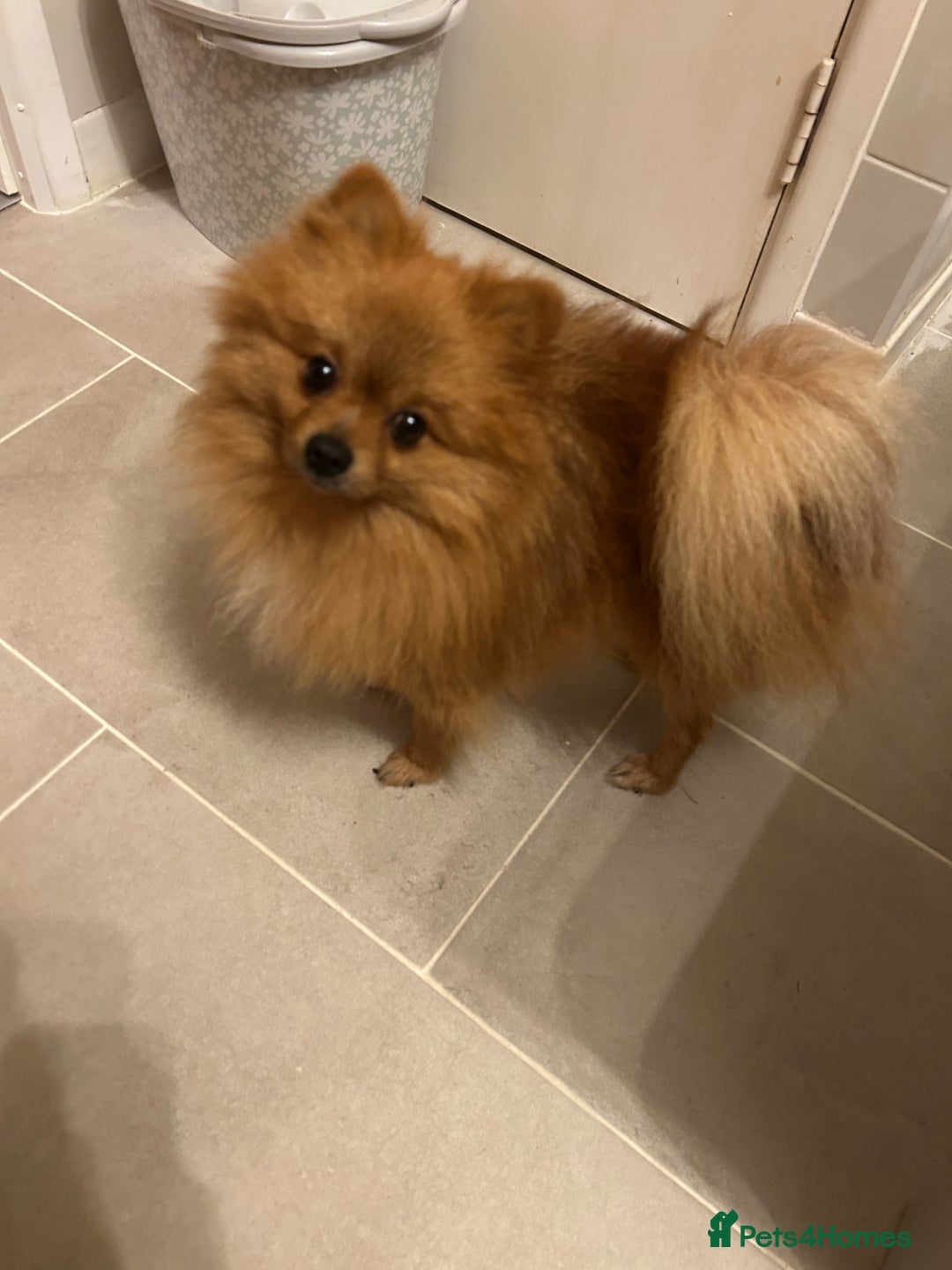 Pomeranian dogs for sale: Ready now***tiny teddy faced Pomeranian baby’s.  - Advert 5