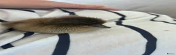 Ducks poultry for sale: Baby runner duck  - Advert 4