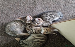 Domestic Shorthair cats for sale: 5 beautiful kittens for sale - Image 9