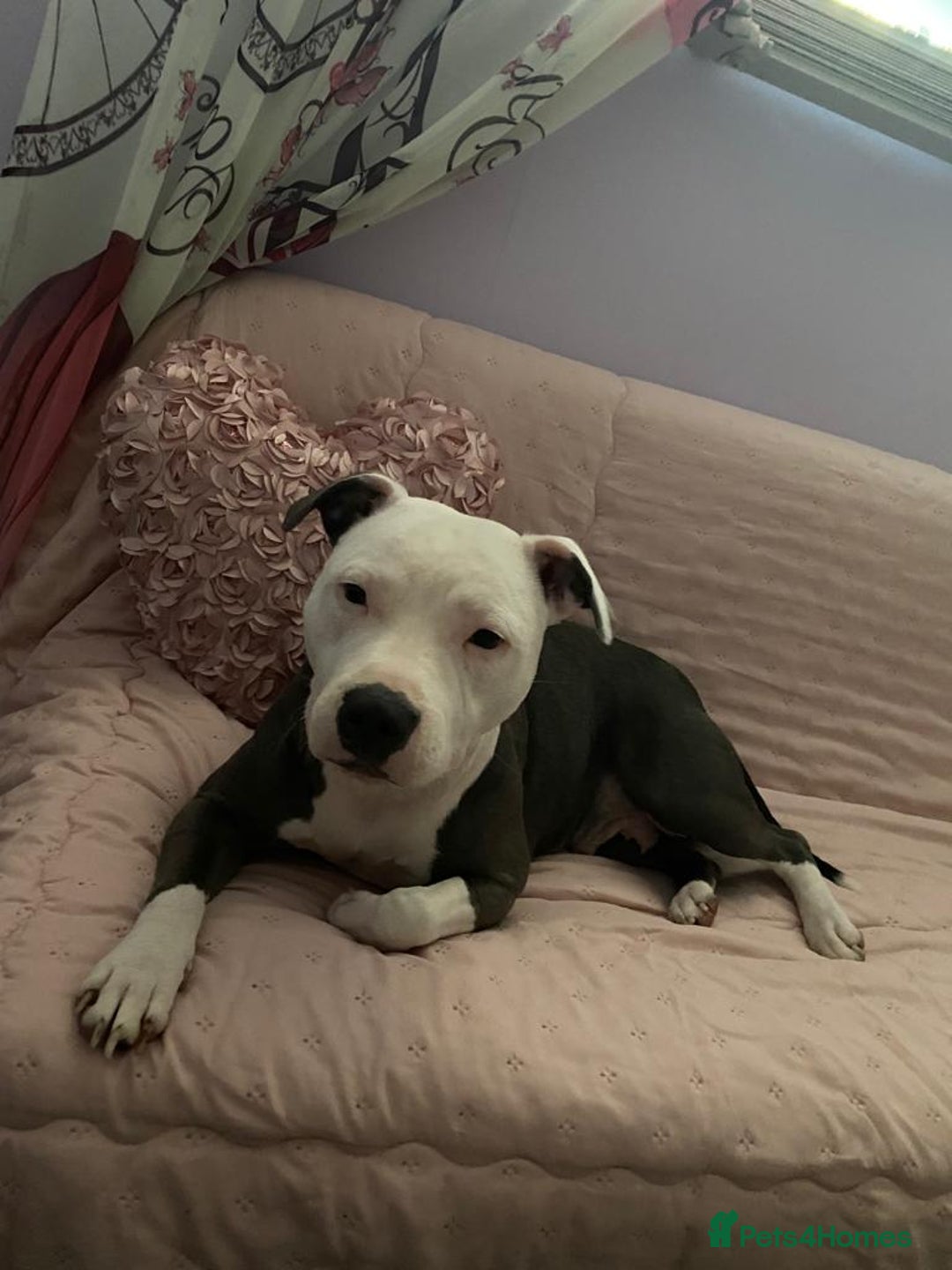 Staffordshire Bull Terrier dogs for sale: My gorgeous staffy girl - Image 3