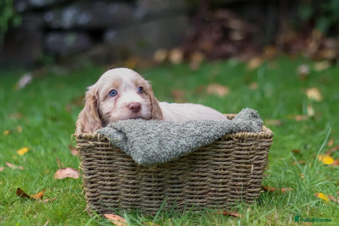 Cockapoo dogs for sale: F1 Cockapoos available 🐶 in Neath - Advert 20