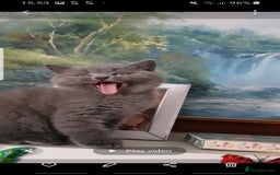 British Shorthair cats for sale:  beautiful boy and very active  - Image 1
