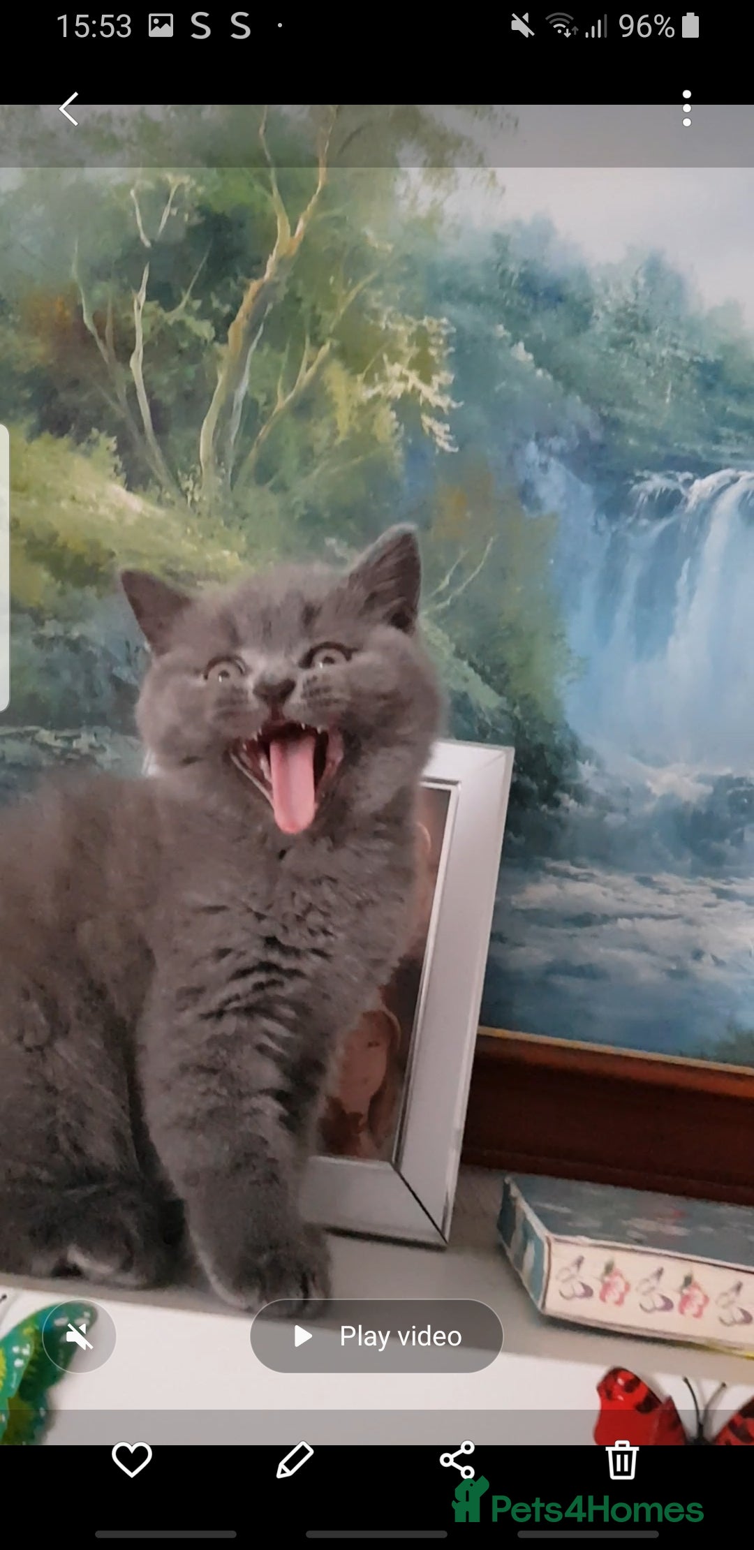 British Shorthair cats for sale:  beautiful boy and very active  - Image 1