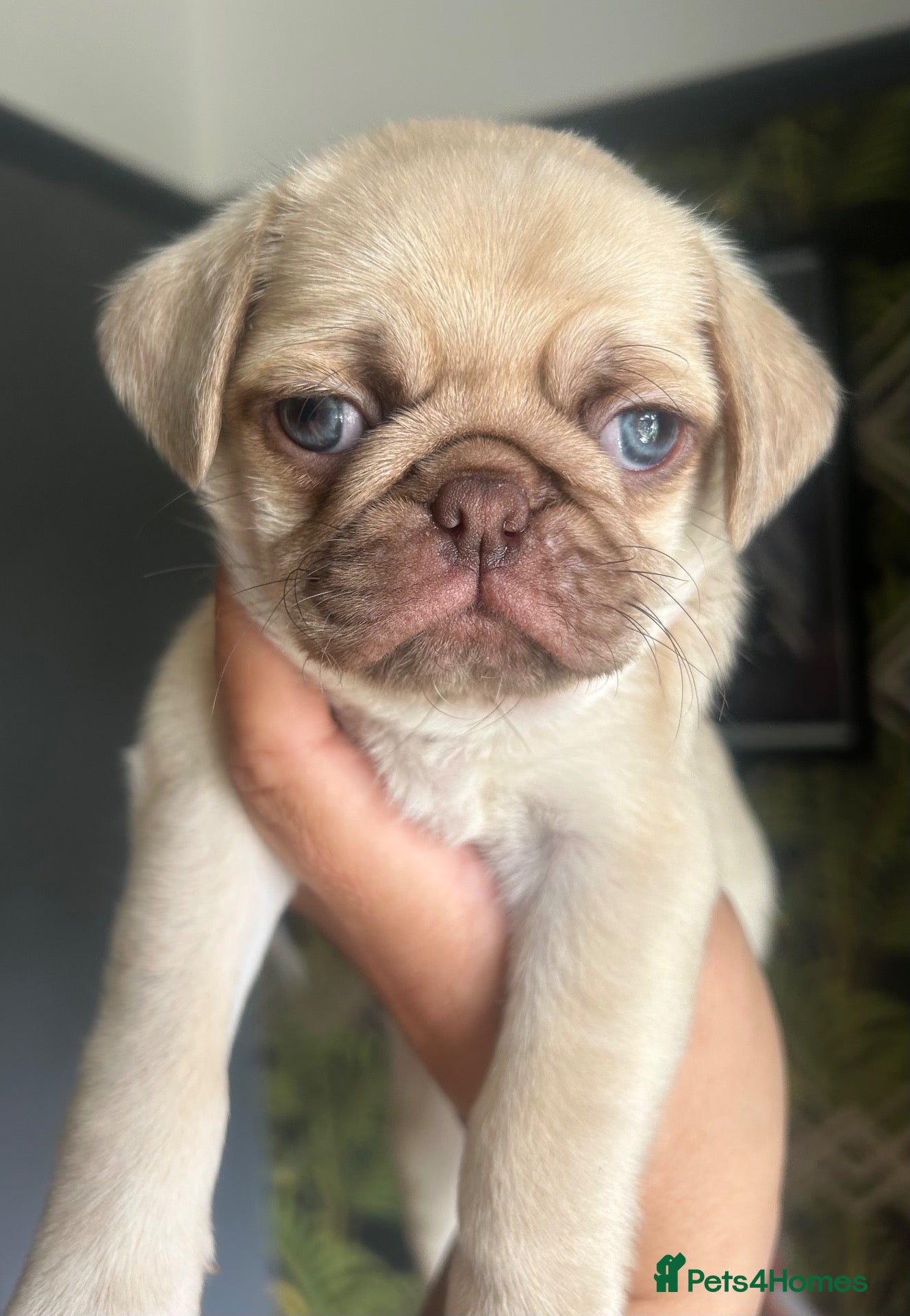 Pug dogs ❤️ READY NOW ❤️ Stunning PUG puppies - Advert 8