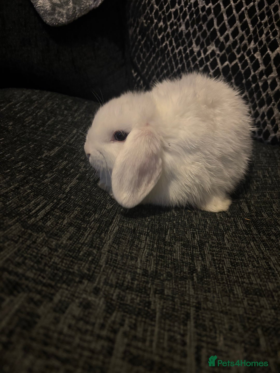 Mini Lop rabbits for sale: 3 blue eyed white mini lops READY NOW  - Image 1