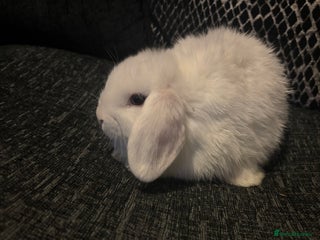 Mini Lop rabbits for sale - Advert 1