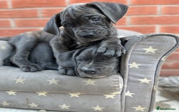Cane Corso dogs for sale: Purebred Cane Corso puppies  - Image 6