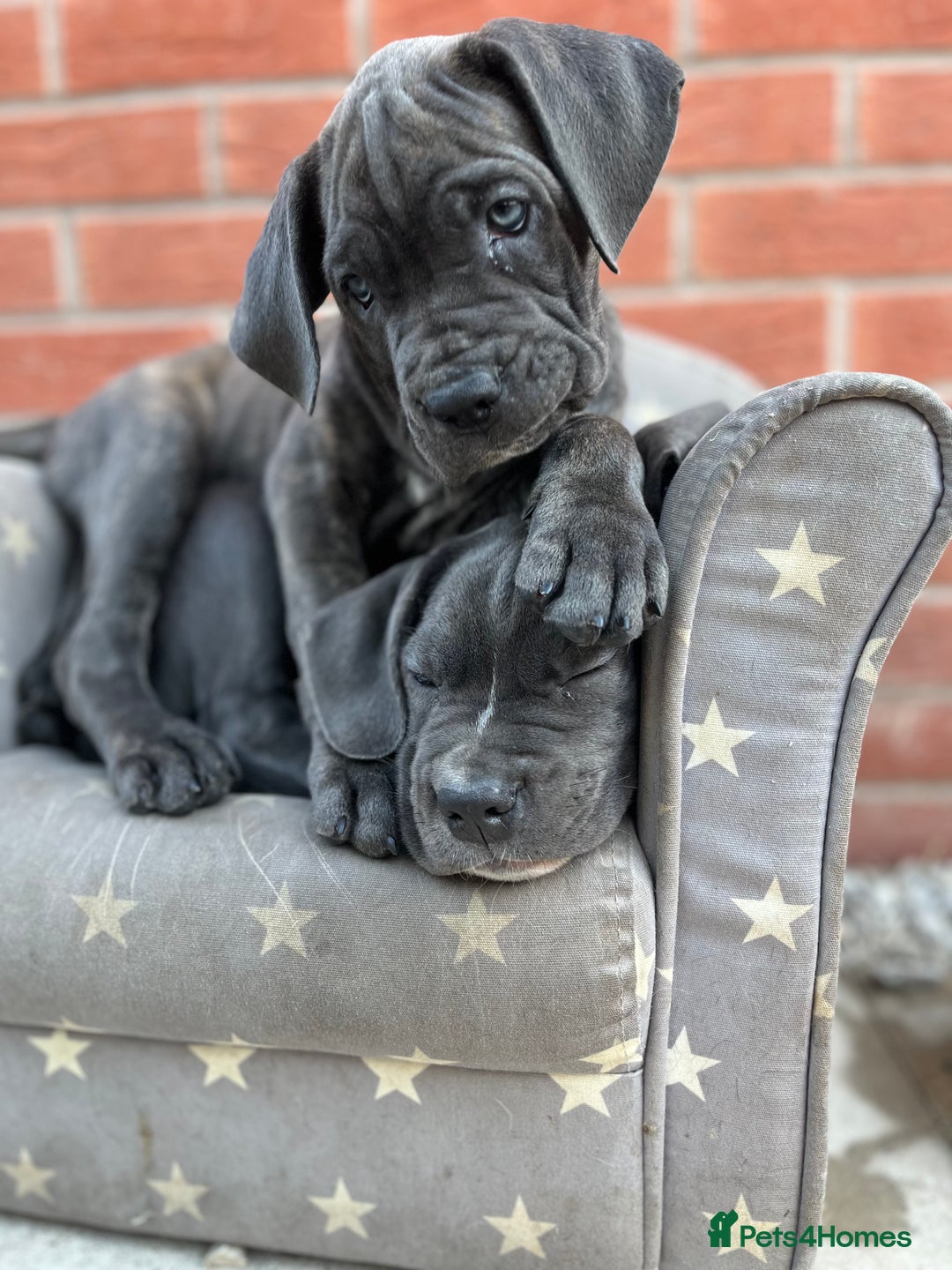 Cane Corso dogs for sale: Purebred Cane Corso puppies  - Image 6