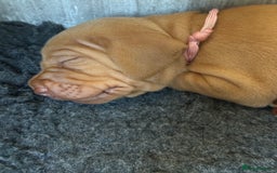 Hungarian Vizsla dogs for sale: Hungarian Vizsla Puppies - Outstanding Pedigree  - Advert 6