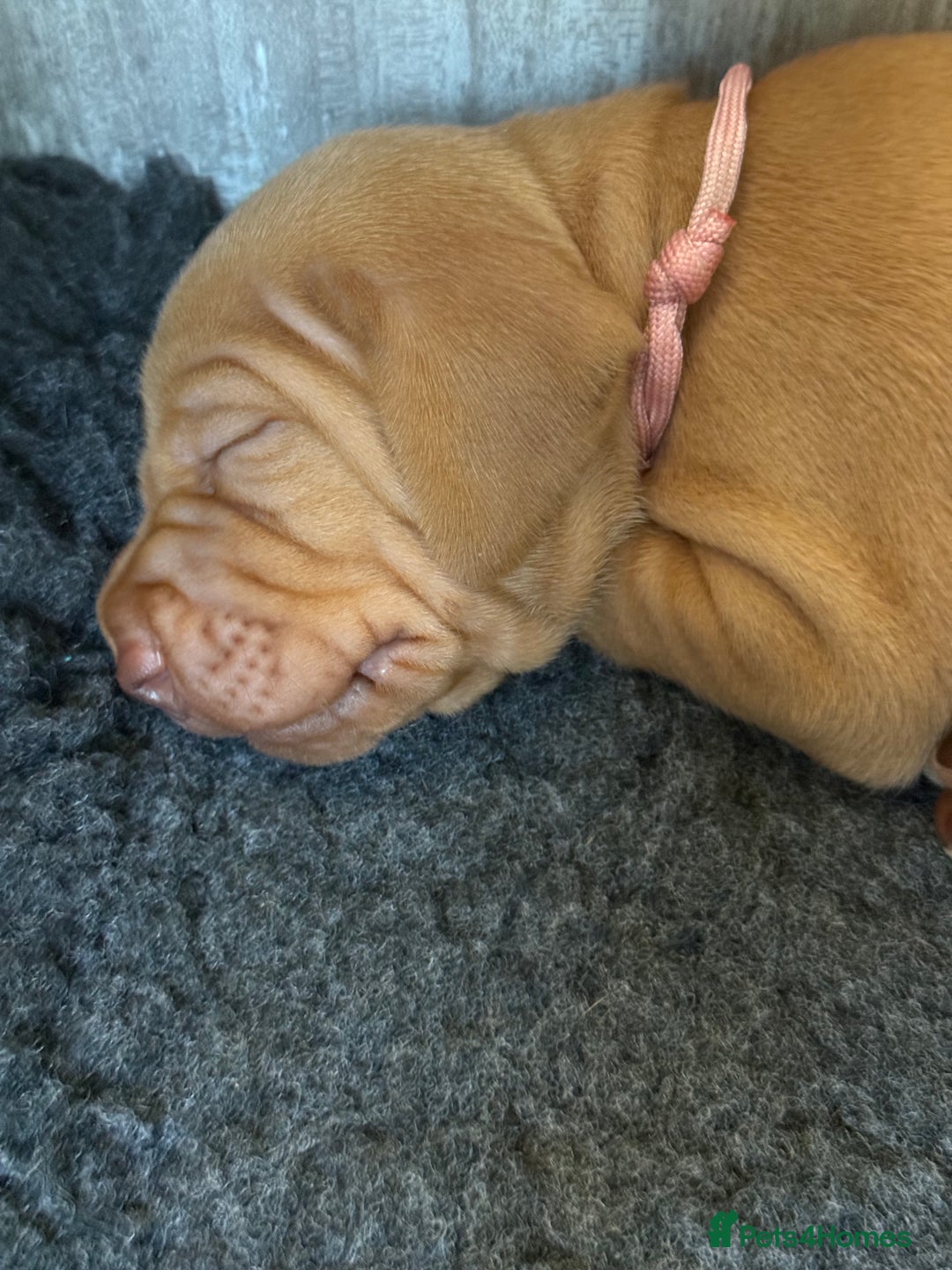 Hungarian Vizsla dogs for sale: Hungarian Vizsla Puppies - Outstanding Pedigree  - Advert 6