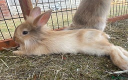 Lionhead rabbits for sale: Two male lionhead rabbits £50 each - Image 7