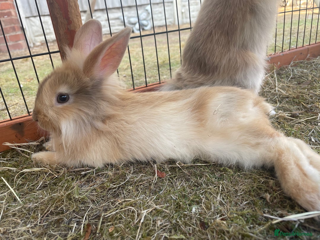 Lionhead rabbits for sale: Two male lionhead rabbits £50 each - Image 7