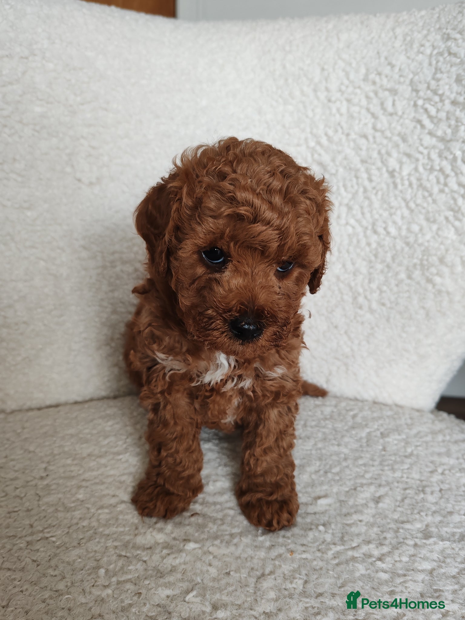 Maltipoo dogs Toy Maltipoo puppies born 14/02/26 - Advert 18