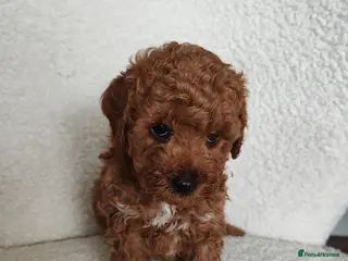 Maltipoo dogs Toy Maltipoo puppies born 14/02/26 - Advert 18