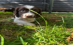Cocker Spaniel dogs for sale: A litter of 6 gorgeous cocker spaniel puppies - Image 2