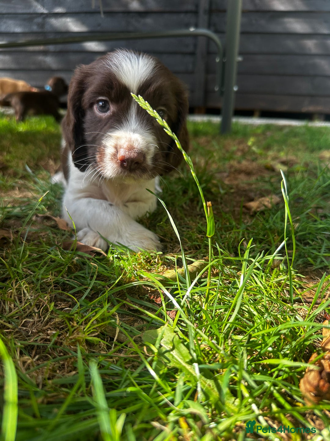 Cocker Spaniel dogs for sale: A litter of 6 gorgeous cocker spaniel puppies - Image 2