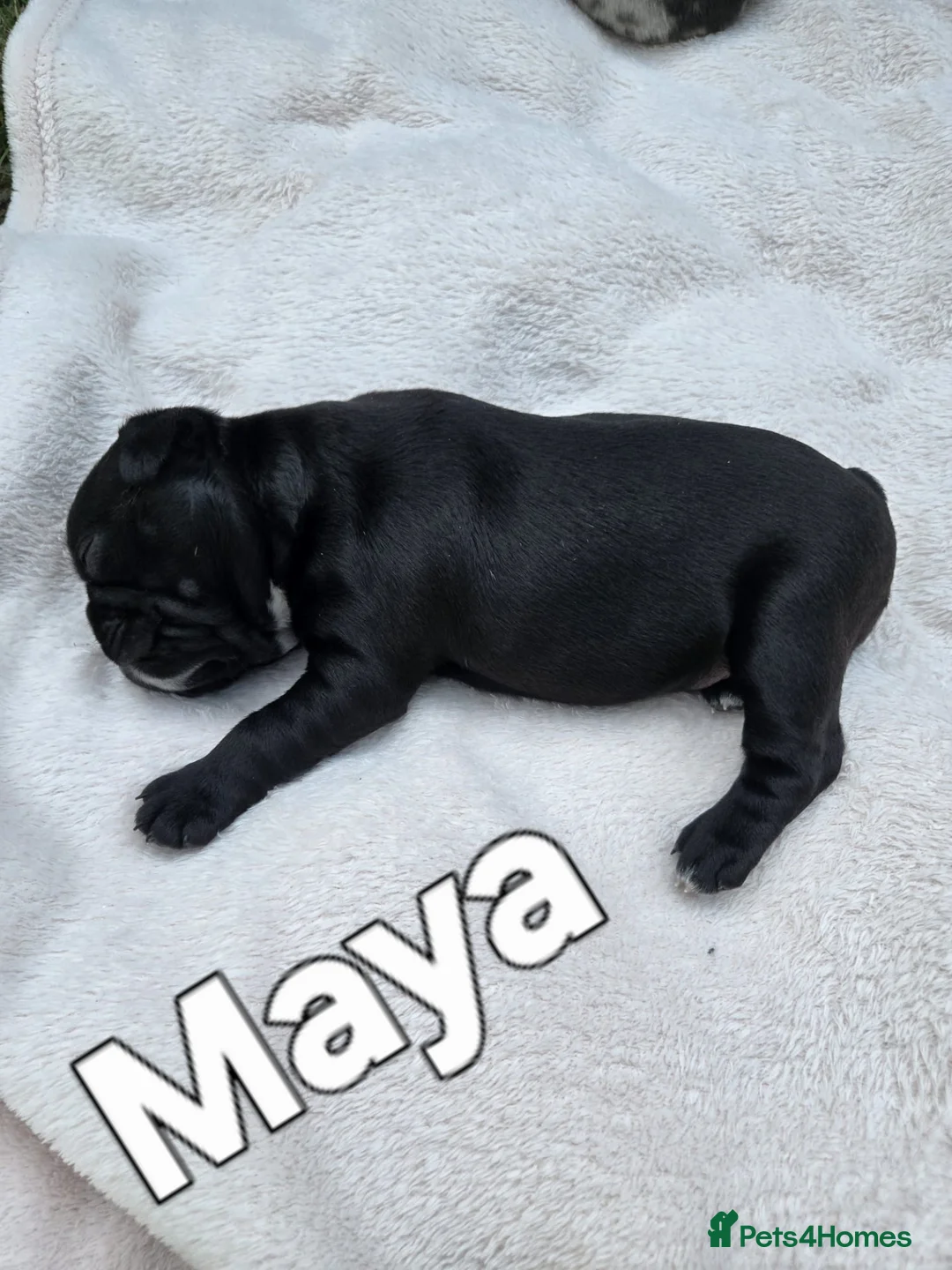 French Bulldog dogs for sale: Wembley in Wembley - Advert 2