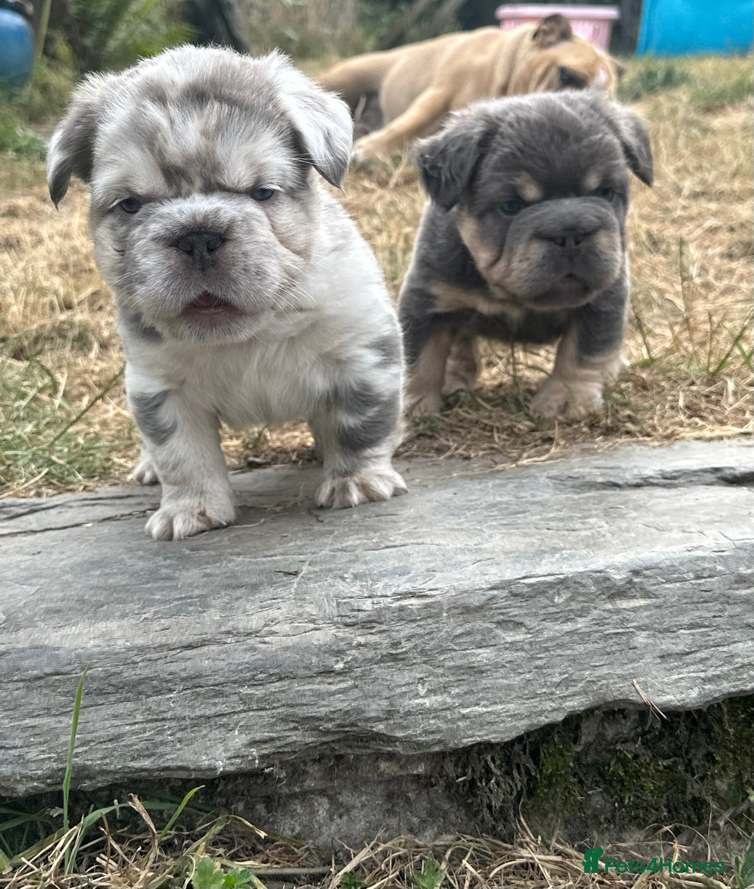 French Bulldog dogs for sale: 7 fluffy French Bulldogs puppies - Image 1