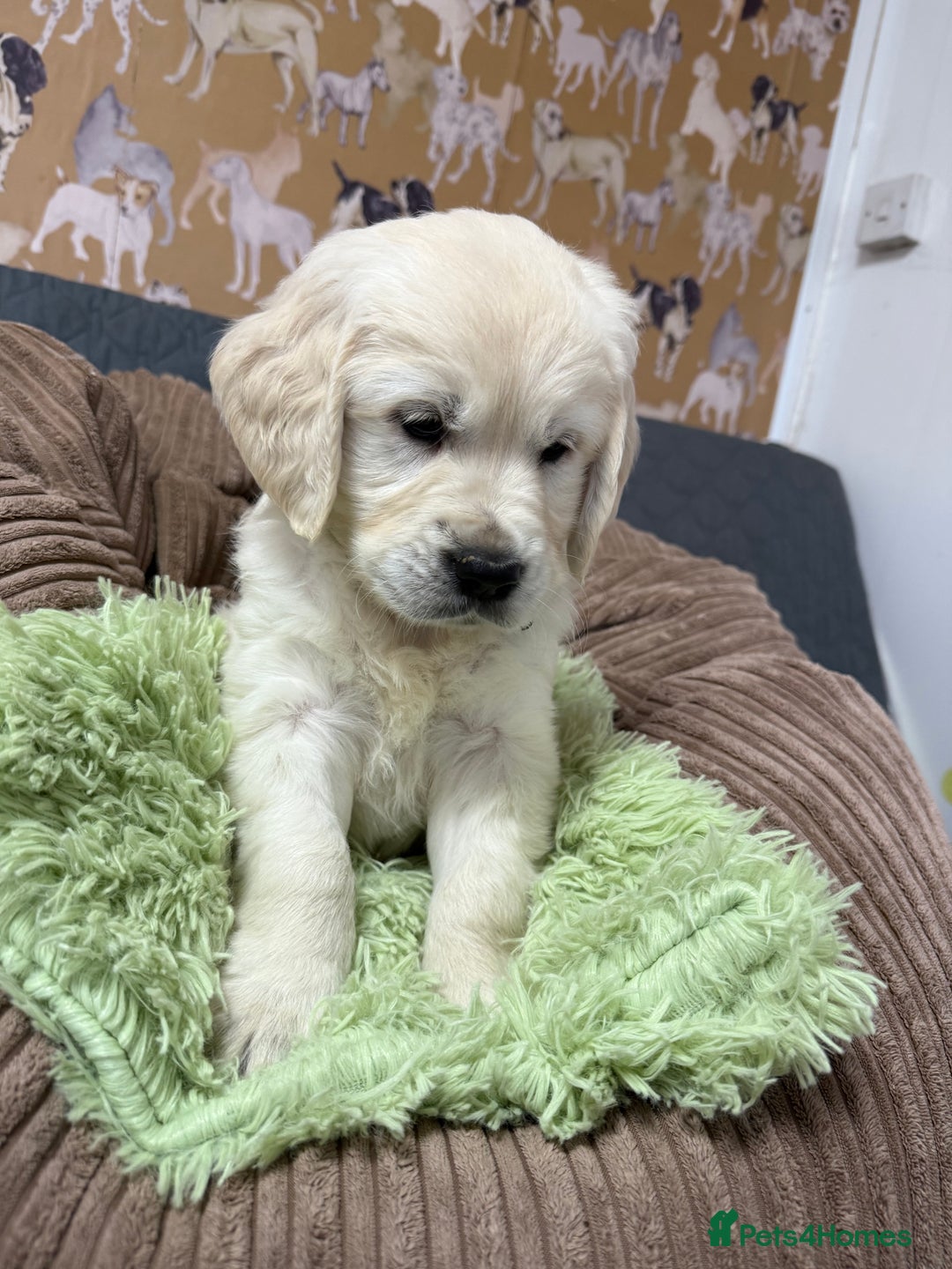 Golden Retriever dogs for sale: Kc registered DNA clear Golden Retriever Puppies - Advert 24