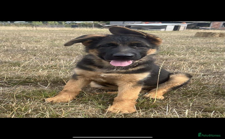German Shepherd dogs - Advert 1
