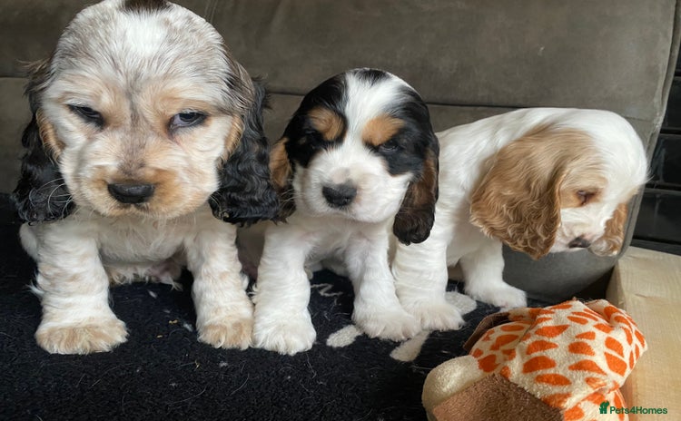 Cocker Spaniel dogs - Advert 5