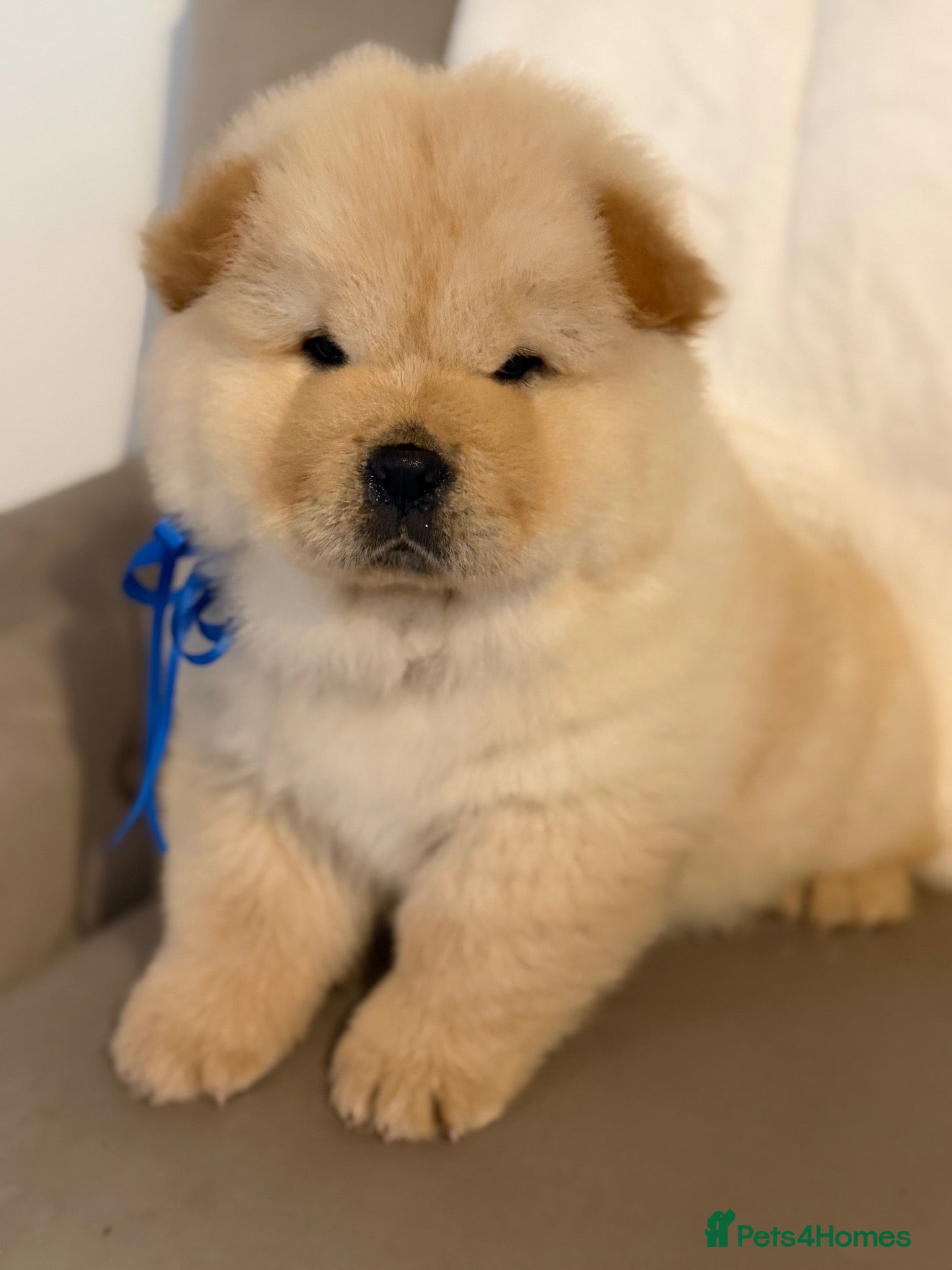 Chow Chow dogs Cream chow chow puppies - Advert 2