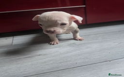 Staffordshire Bull Terrier dogs for sale: Staffordshire bull terrier puppy's  - Image 6