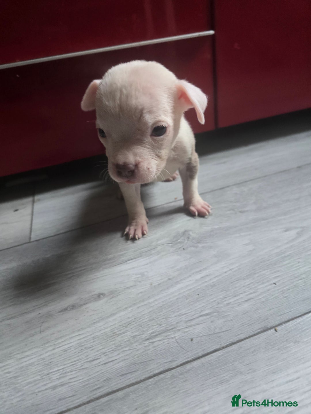 Staffordshire Bull Terrier dogs for sale: Staffordshire bull terrier puppy's  - Image 6