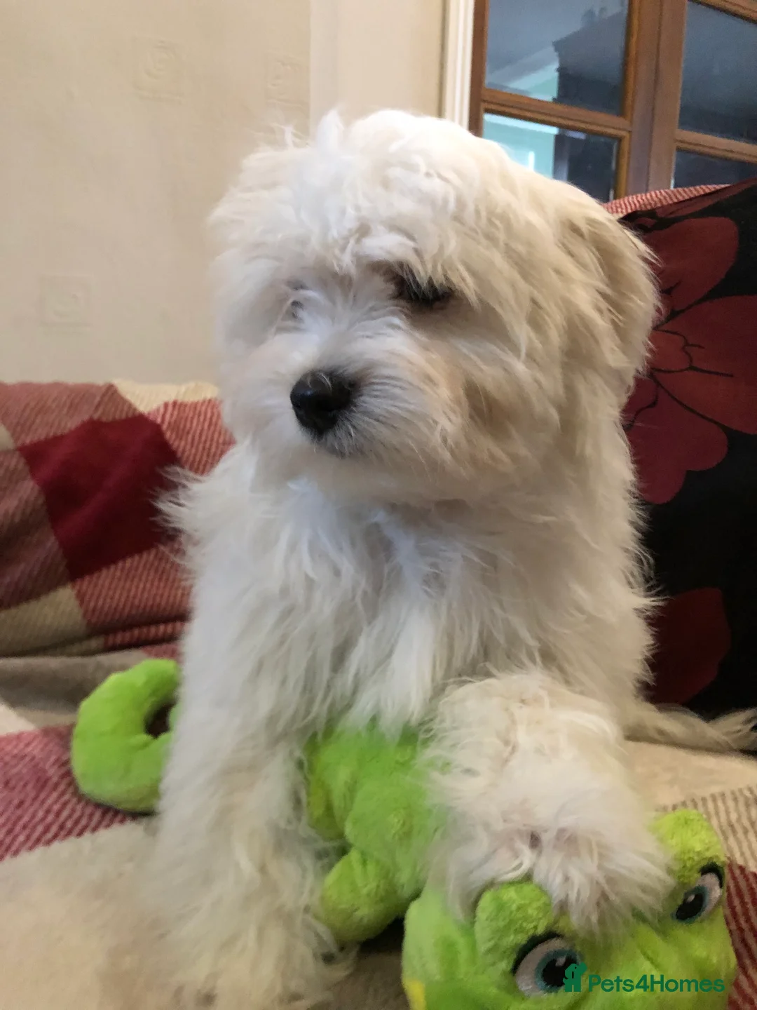 Malshi dogs for sale: shihtzu x maltese puppies for sale - Advert 8