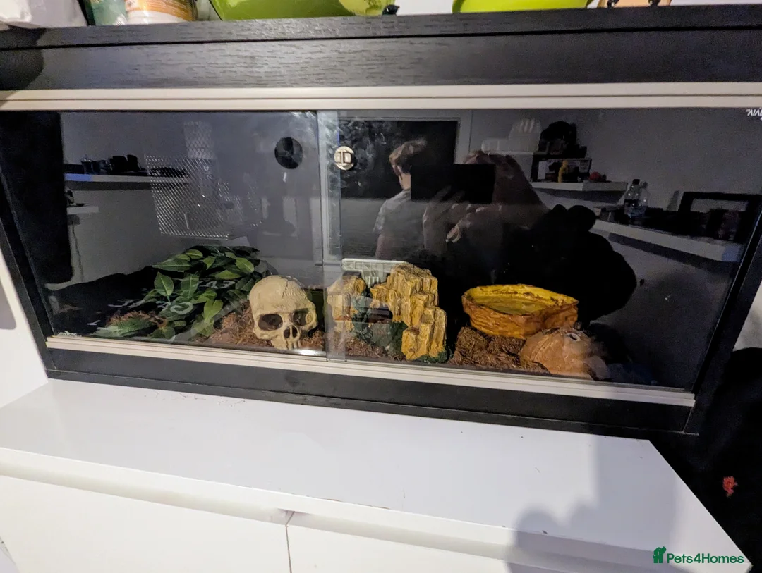 Snake reptiles for sale: Hognose snake - Advert 3