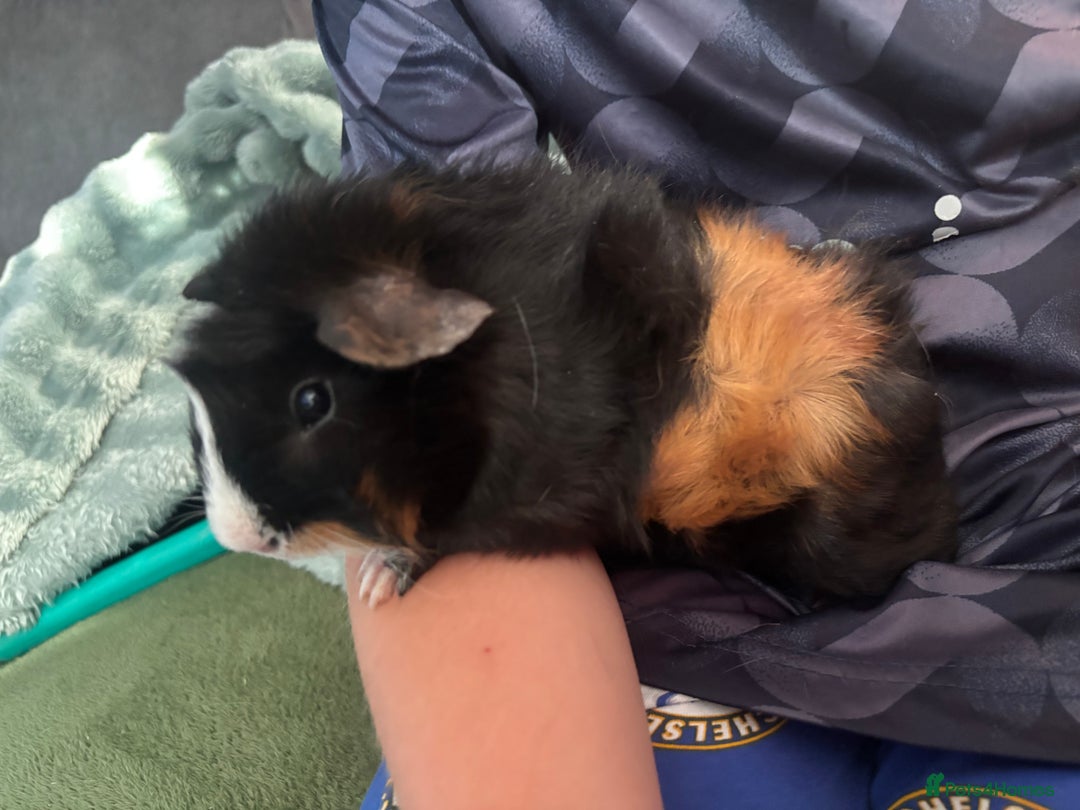 Guinea Pig rodents for sale: Male and female or guinea pig looking for home - Image 2